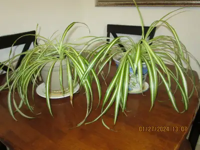 Set of 2, Small House Plants, healthy.Size of pots 6" tall and 6.5"in diameter. One pot is ceramic a...
