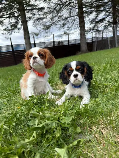  vous recherchez un chiot  cavalier  de qualité ? male disponibl, View more