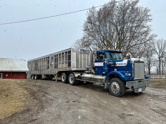 Livestock trucking in Livestock in Peterborough