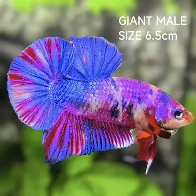 30% OFF! Fancy Bettas, View more