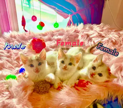 Beautiful kittens from Winnipeg $150 each FIRM!, View more