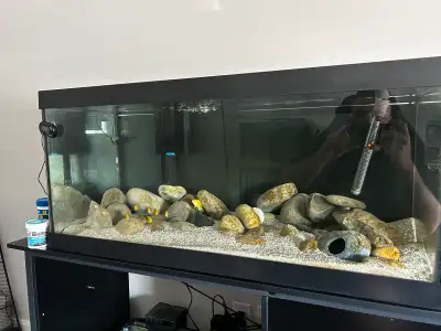 8 yellow lab cichlids, View more