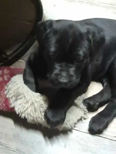 puppys for sale, View more