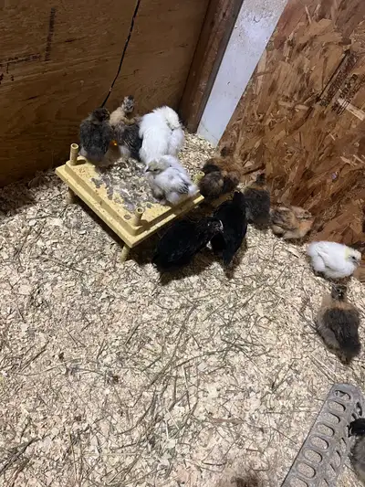 A few different ages of Silky’s , View more