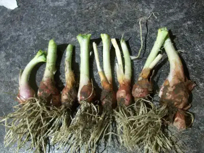 PERENNIAL ORGANIC WALKING ONIONS, View more