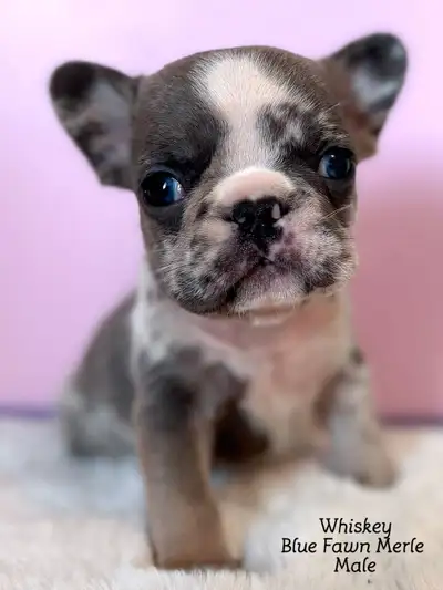 French Bulldog Puppies “CKC Registered” We take pride in our precious babies, excellent quality pupp...