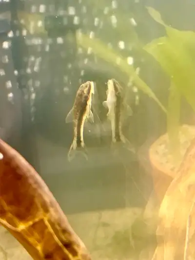 Otocinclus Catfish, View more
