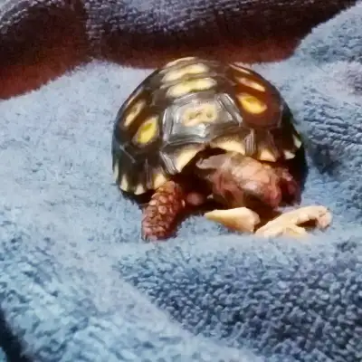 baby tortoise, View more
