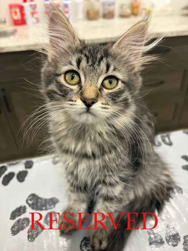 Siberian Kittens - (All Reserved) Purebred and Registered!