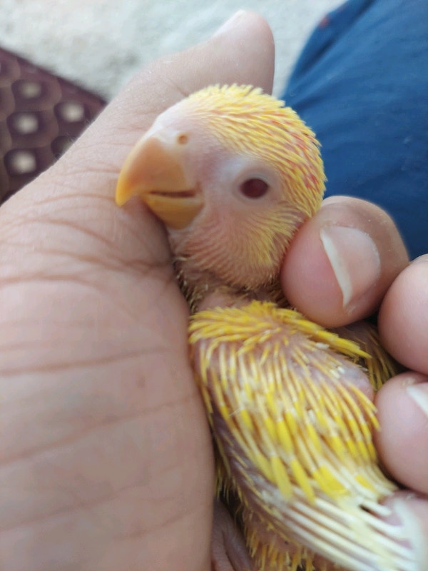 Super Friendly Baby Love Bird Hand Feeding for sale for 100 Birds