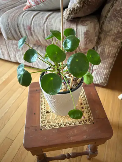 Chinese money plant with pot, View more