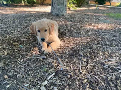 Golden Retriever Female Puppies $475, View more