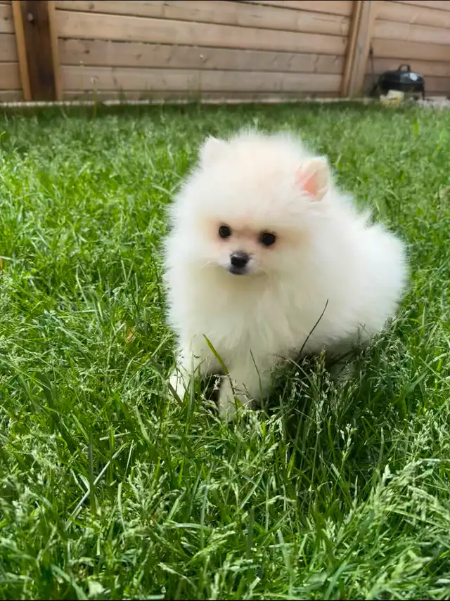 Pomeranian puppies in Dogs & Puppies for Rehoming in City of Toronto - Image 7