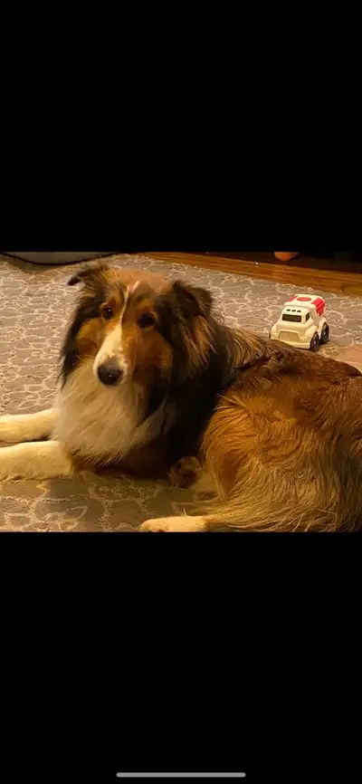 I have a gorgeous male sheltie for sale! He’s just over a year old. Please contact if interested!