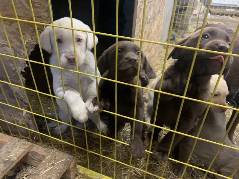 lab puppies Dogs & Puppies for Rehoming Saskatoon Kijiji