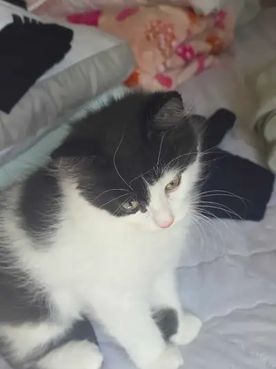 kittens for sale, View more