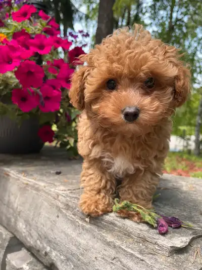 Precious Toy Poodle, View more