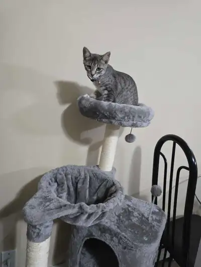 Kitten looking for a new home, View more