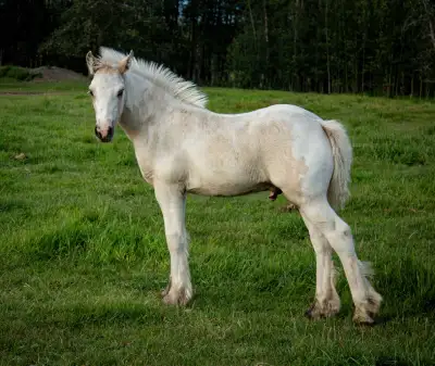 Palomino Gypsy Vanner Colt, View more
