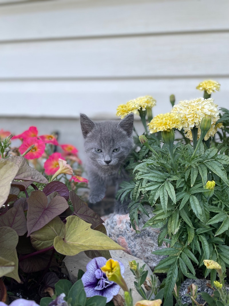 Siamese snowshoe kitten Cats & Kittens for Rehoming La Ronge Kijiji