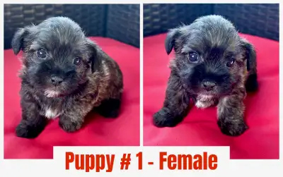 Shihpoo Puppies, View more