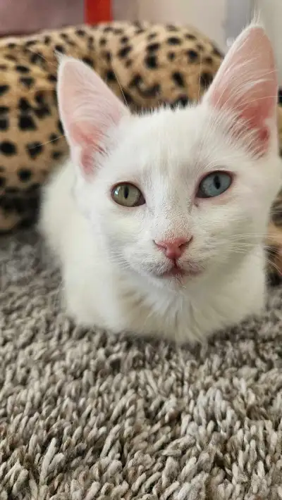 Khoe Manee Kitten ( Green and Blue Eyes), View more