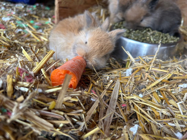 Holland lop/lionhead baby bunnies  in Small Animals for Rehoming in St. Albert - Image 4
