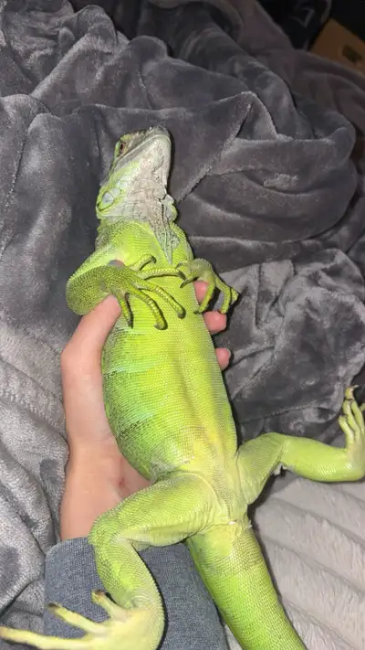 green iguana female, View more