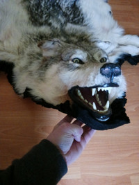 Arctic wolf pelt fur rug still 3000 dollar tag on it