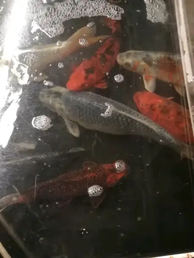 XL  koi for sale, View more