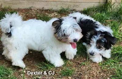 Biewer Terrier Puppies, View more