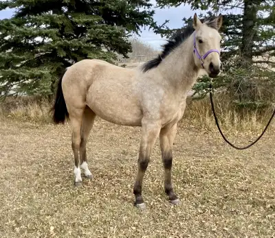 Beautiful Buckskin Quarter Horse Filly, View more