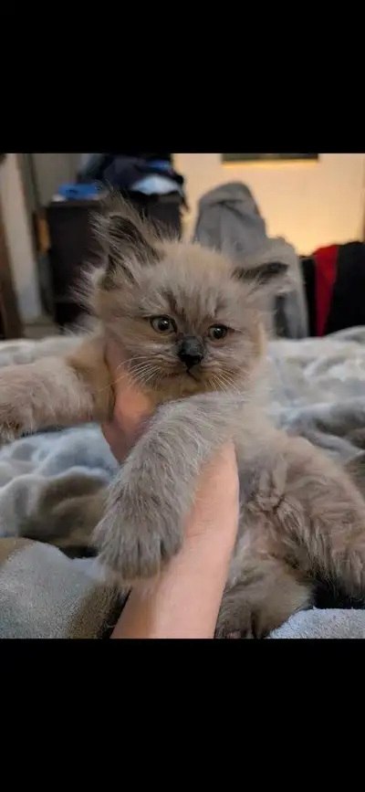 ready  Ragdolls/ Himalaya, View more