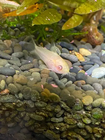 Albino Pygmy Corydoras, View more