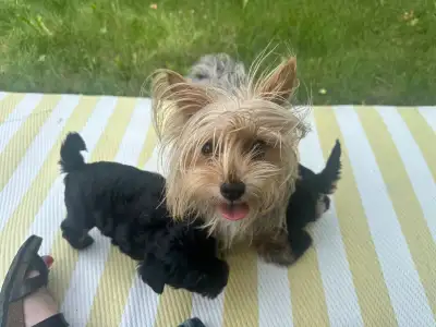 Yorkie-Poodle Puppies taking deposits, they are 6 weeks old and will be going into the vet at 8 week...