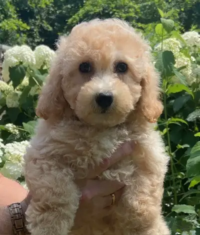 Bichonpoo puppies, View more