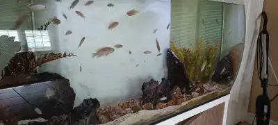 Neolamprologus multifasciatus -lake tanganyika Minimum purchase is 5, 10for 80, 1.5 inch plus size,...