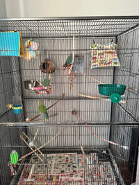 Tame Lovebirds and flight cage