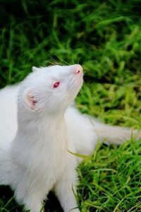 Iso female white ferret