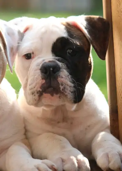 Canadian Bulldog male, View more