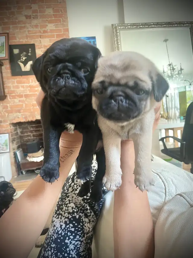 Cutest Purebred Pug Puppies in Dogs & Puppies for Rehoming in City of Toronto - Image 4