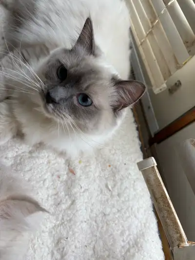 She isnt free She wont be going to just anyone. She is a very loving cat, still has some kitten in h...