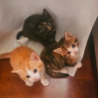 ORANGE (male i believe) one left!!! 3 adorable kittens, I believe they are all female but hard to te...