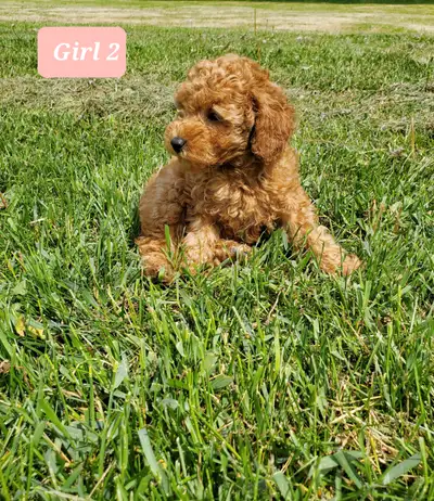 Toy poodle puppies, View more