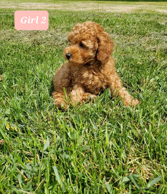 Toy poodle puppies in Dogs & Puppies for Rehoming in Winnipeg - Image 2