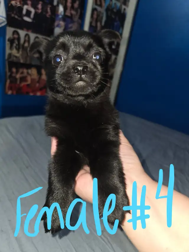 sweet puppies SELLING FAST in Dogs & Puppies for Rehoming in Calgary - Image 5