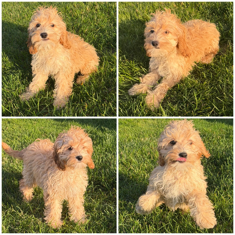 Cockapoo Puppies | Dogs & Puppies for Rehoming | Kitchener / Waterloo ...