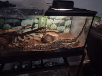 Male Ball Python + 75 Gallon Tank