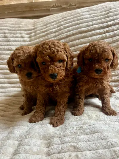 Puppy Toy Poodle, View more