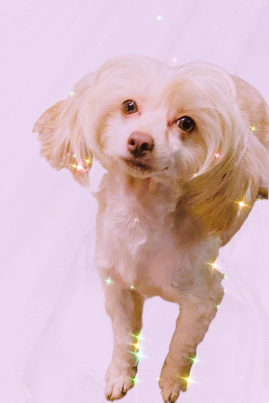 Chinese Crested Powder Puff! Dogs & Puppies for Rehoming Brantford